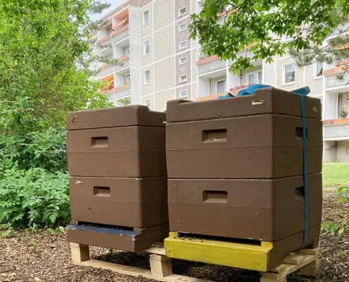 Bienenbeuten im Hof des HWB-Seniorenwohnhauses Berliner Straße